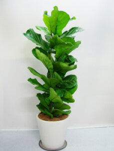 GJVo SmLst10yMtgΉizs