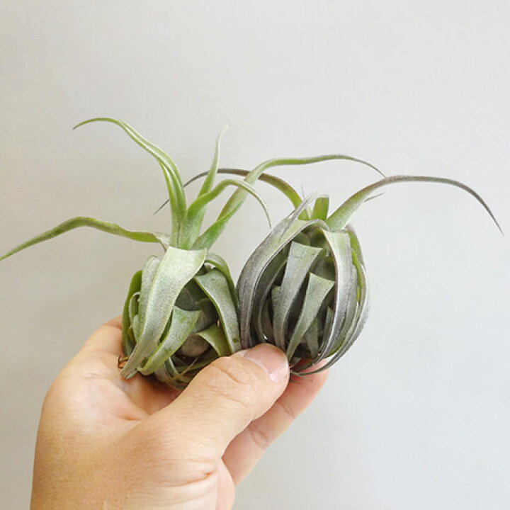 楽天市場 ティランジア ストレプトフィラｓサイズtillandsia Streptophylla ペットエコ ザガーデン楽天市場店