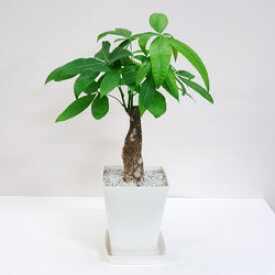 G■観葉植物■【送料無料】パキラ □14cmスタイリッシュプラ鉢ギフトにも【ギフト対応商品】
