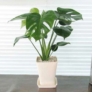 GϗtAyz Xe 14cmX^CbVvAyMtgΉiz