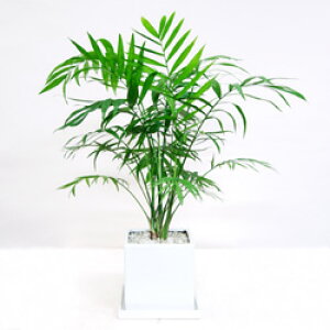 �y���������E�M�t�g�Ή��z �e�[�u�����V �ϗt�A�� �X�^�C���b�V��11�D5cm���픫�A���i�L���[�u�j ���󂯎M��