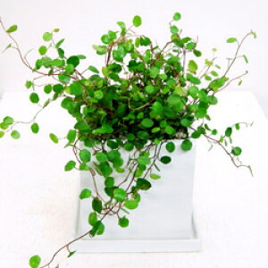 GϗtAyzC[vc11D5cm픫A󂯎MzCgEubNyMtgΉiz