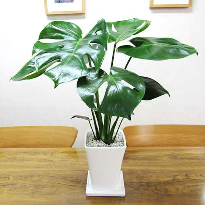 楽天市場】G□観葉植物□【送料無料】モンステラ□14cmスクエア 
