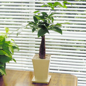 GϗtAyz pL 14cm픫AzCgyMtgΉiz