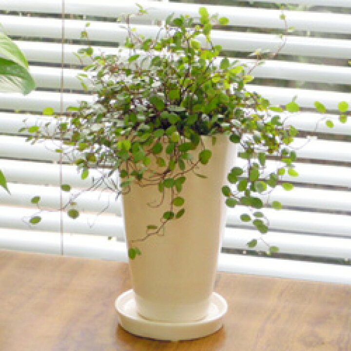 楽天市場 観葉植物 送料無料 ワイヤープランツ１２ｃｍ陶器鉢植えホワイト ブラック九州 北海道 沖縄へのお届けは別途送料が掛かります ペットエコ ザガーデン楽天市場店