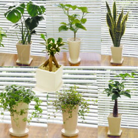 ■観葉植物■【送料無料】スタイリッシュ陶器鉢植え　お好みのを選んで3鉢セット九州・北海道・沖縄へのお届けは別途送料が掛かります