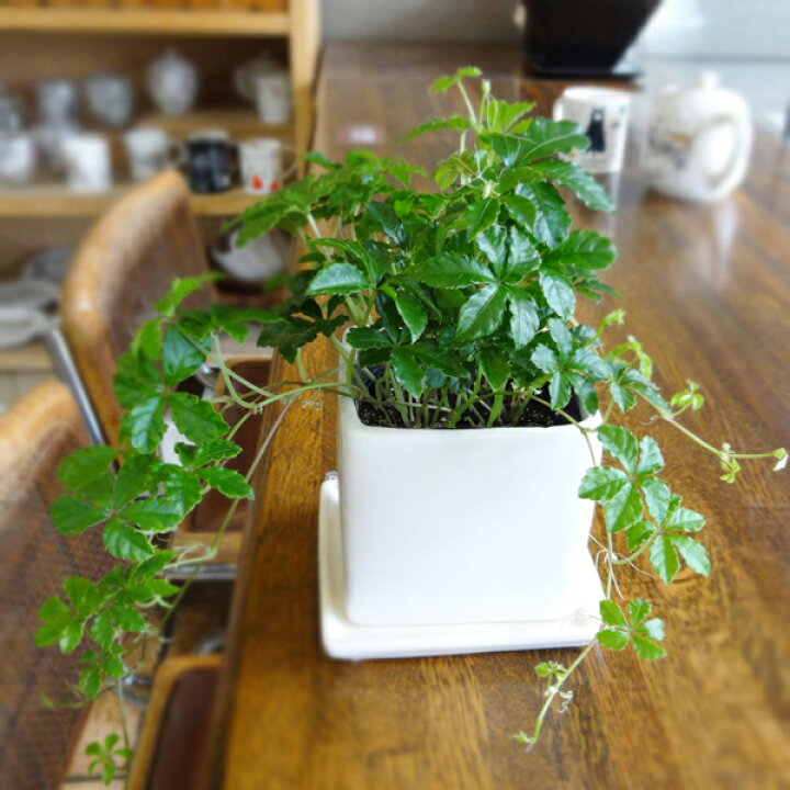 楽天市場 観葉植物 シュガーバイン ９ｃｍスクエア スタイリッシュ陶器鉢植え 白 受け皿つき ペットエコ ザガーデン楽天市場店