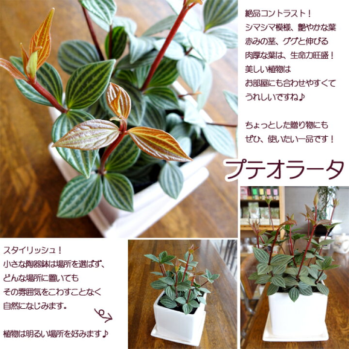 楽天市場 観葉植物 ペペロミア プテオラータ ９ｃｍスクエア スタイリッシュ陶器鉢植え 白 受け皿つき ペットエコ ザガーデン楽天市場店