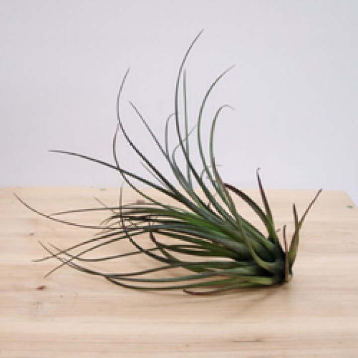 楽天市場 エアプランツ トリコロール メラノクラテル Sサイズtillandsia Ver Melanocrater ペットエコ ザガーデン楽天市場店