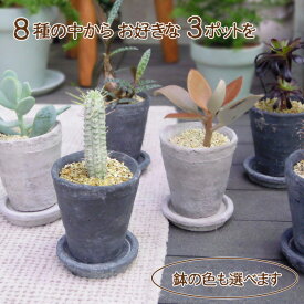楽天市場 多肉植物 鉢の通販