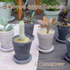 G■観葉植物■【送料無料】お好みのを選んで3鉢セット　多肉植物ナチュラルポット【ギフト対応商品】