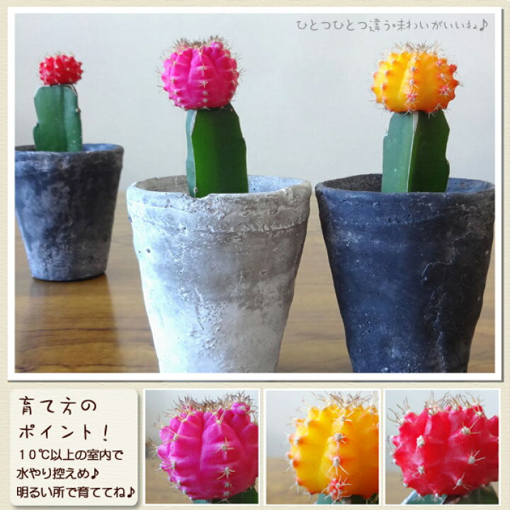 予約 観葉植物 サボテン 緋牡丹 ヒボタン 3号ポット
