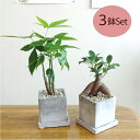 G■観葉植物■【送料無料】お得に3鉢えらべるミニ観葉セット8cmスクエア 石材風陶器鉢植え　受け皿つきパキラ・ガジュマル・シュガーバインペペロミア・ポトス・ワイヤープランツナギ・シマトネリコの中から【ギフト対応商品】