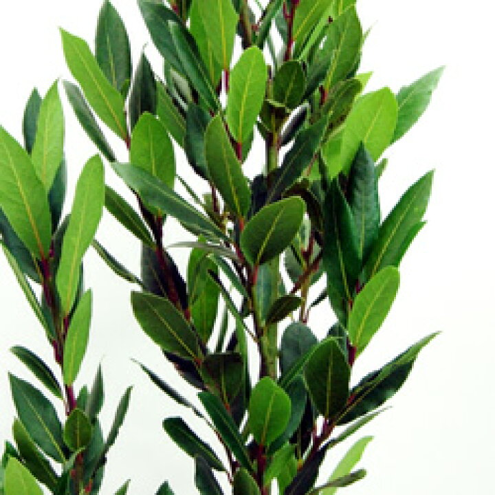 楽天市場 良品庭木 月桂樹 ローリエ ゲッケイジュ 9 10 5cmポット苗 ペットエコ ザガーデン楽天市場店 楽天市場 良品庭木 月桂樹 ローリエ ゲッケイジュ 9 10 5cmポット苗 ペットエコ ザガーデン楽天市場店