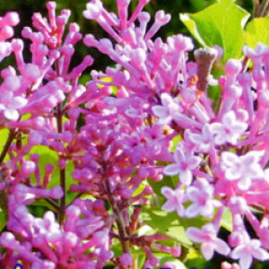 姫ライラック 盆栽の人気商品 通販 価格比較 価格 Com