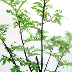 楽天市場 朝倉山椒 苗の通販