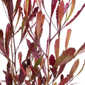 ■良品庭木■ドドナエア　ヴィスコサ　プルプレアポップブッシ10．5cmポット苗