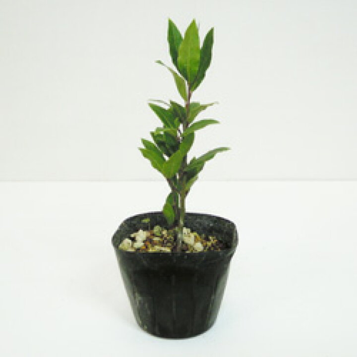 楽天市場 良品庭木 月桂樹 ローリエ ゲッケイジュ 9 10 5cmポット苗 ペットエコ ザガーデン楽天市場店 楽天市場 良品庭木 月桂樹 ローリエ ゲッケイジュ 9 10 5cmポット苗 ペットエコ ザガーデン楽天市場店