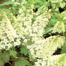 楽天市場 カシワバアジサイ 種類 植物 アジサイ の通販