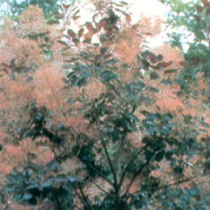 Ǖi؁ X[Nc[ PmL Cp[v 3D5|bgc ؁i}ؕcj