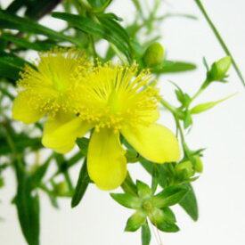 ■季節の花木■ヒペリカム細葉ヒペリカム3．5号ポット苗