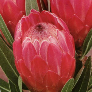 씼vc@veA@XyVsNACX@5A@CCdJt[vc̃lCeBuvc