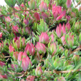 楽天市場 オーストラリア 花木 植木 ガーデニング 農業 花 ガーデン Diyの通販