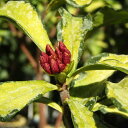 ■良品庭木■ジンチョウゲ（沈丁花）　信濃錦　斑入り赤花4号ポット苗