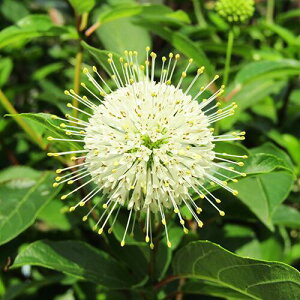 G߂̉Ԗ؁@ Zt@TX@[Cgt@^W[iJn̖؁j@3D5|bgA