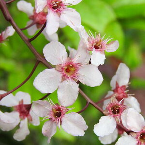 Ǖi؁G]mEY~UN R[^ 12cm|bgc