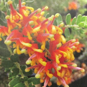 Ǖi؁lCeBu vc OrA Asi5A