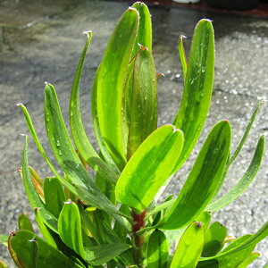 씼vc@[Jfh@Xg[N FAQCeBhDiXg[NoPCebhj@5A@CCdJt[vc̃lCeBuvc