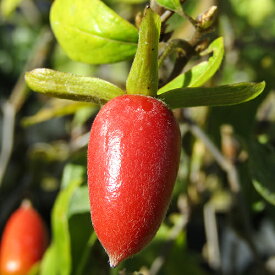 ■良品庭木■1本で実る老鴉柿　ロウヤガキ　都紅9cmポット苗