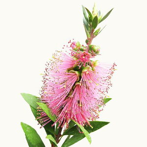 Ǖi؁lCeBu vc JXe@sNA}4|bgc