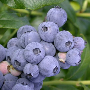 Ǖiʎcu[x[yN2n@lG炫izu[}tB5|bgc