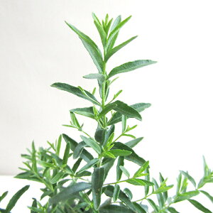 Ǖi؁ [J tH[}j[in[fB}[j15cm|bgc