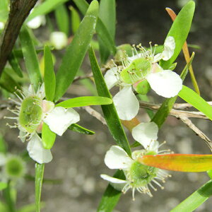 Ǖi؁ lCeBu vc vgXy} eB[c[ 9`10D5cm|bgc