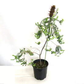 ■良品庭木■ネイティブ プランツ 　バンクシア　エリシフォリア リトルエリック ヒースバンクシア24cm鉢植え