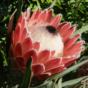 씼vc@veA@WGbg@5A@CCdJt[vc̃lCeBuvc