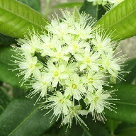レモンよりレモンな木　□レモンマートル□　シトラールがレモンの20倍！　4号鉢植え