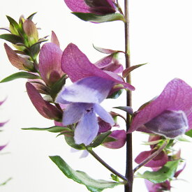 ■季節の花木■ネイティブプランツプロスタンセラ　マグニフィカミントブッシュ5号鉢植え