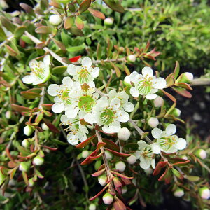 씼vc NEWI vgXy} o[`Jhbv o[eBJhbv 6A