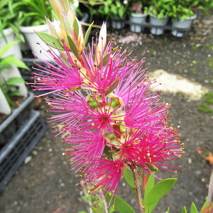 Ǖi؁lCeBu vcJXep[vXv_[4|bgA