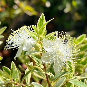 Ǖi؁MoCJi}[gj9cm|bgc