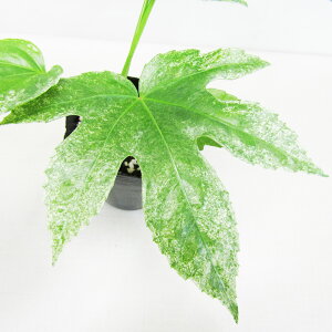 Ǖi؁胄cf XpC_[EFuiۍij3|bgc