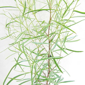 Ǖi؁[J XpX[^ iXv}bgj 15cm|bgc