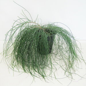 Ǖi؁lCeBu vc JWA[i OEJ JYCbg N}IE 5A