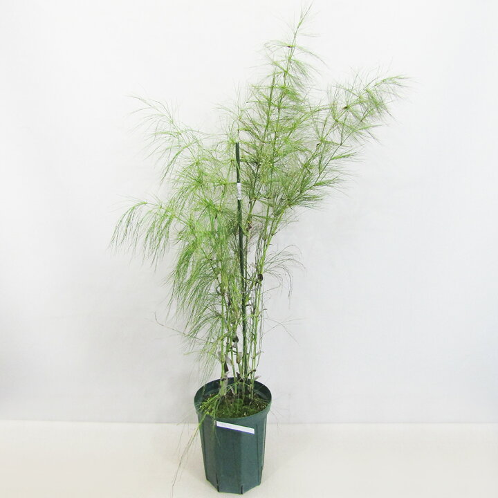 楽天市場】□植栽向け植物□ロドコマカペンシス7号鉢植え現品販売2 
