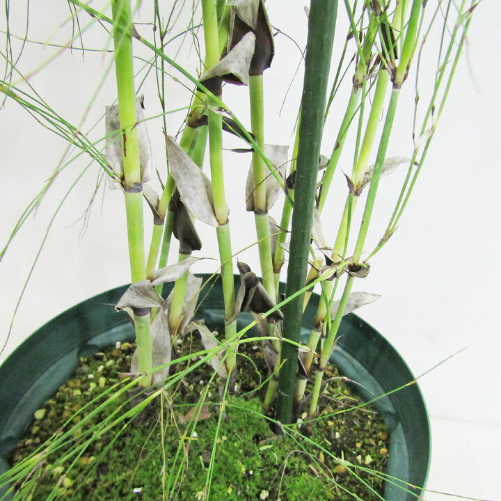 楽天市場】□植栽向け植物□ロドコマカペンシス7号鉢植え現品販売2 