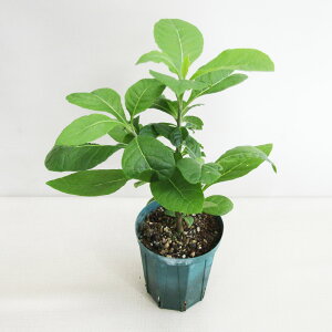 n[ur^[[t xmjA A~O_i Veronia Amygdalina 15cmXbgAiAEgbgj